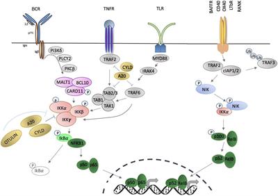 Editorial: Non-canonical NF-κB signaling in immune-mediated inflammatory diseases and malignancies